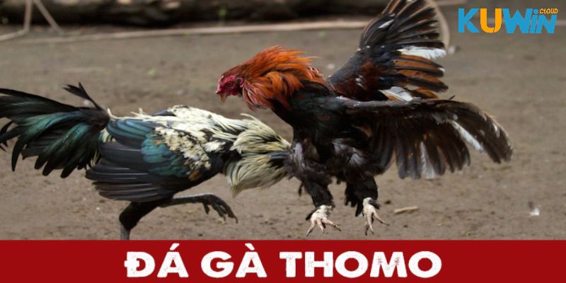 Trường gà Thomo | Nơi Đông Vui Nhộn Nhịp Mỗi Ngày