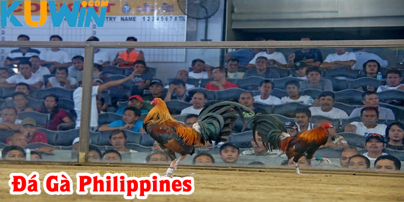 Đá Gà Philippines - Tựa Game Hốt Bạc Cho Người Tham Gia Cá Cược